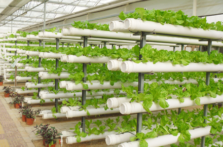 Pipeline Hydroponics Cultivation