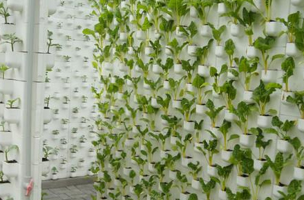 Wall-shape Cultivation