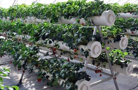 A-shape Pipeline Substrate Cultivation